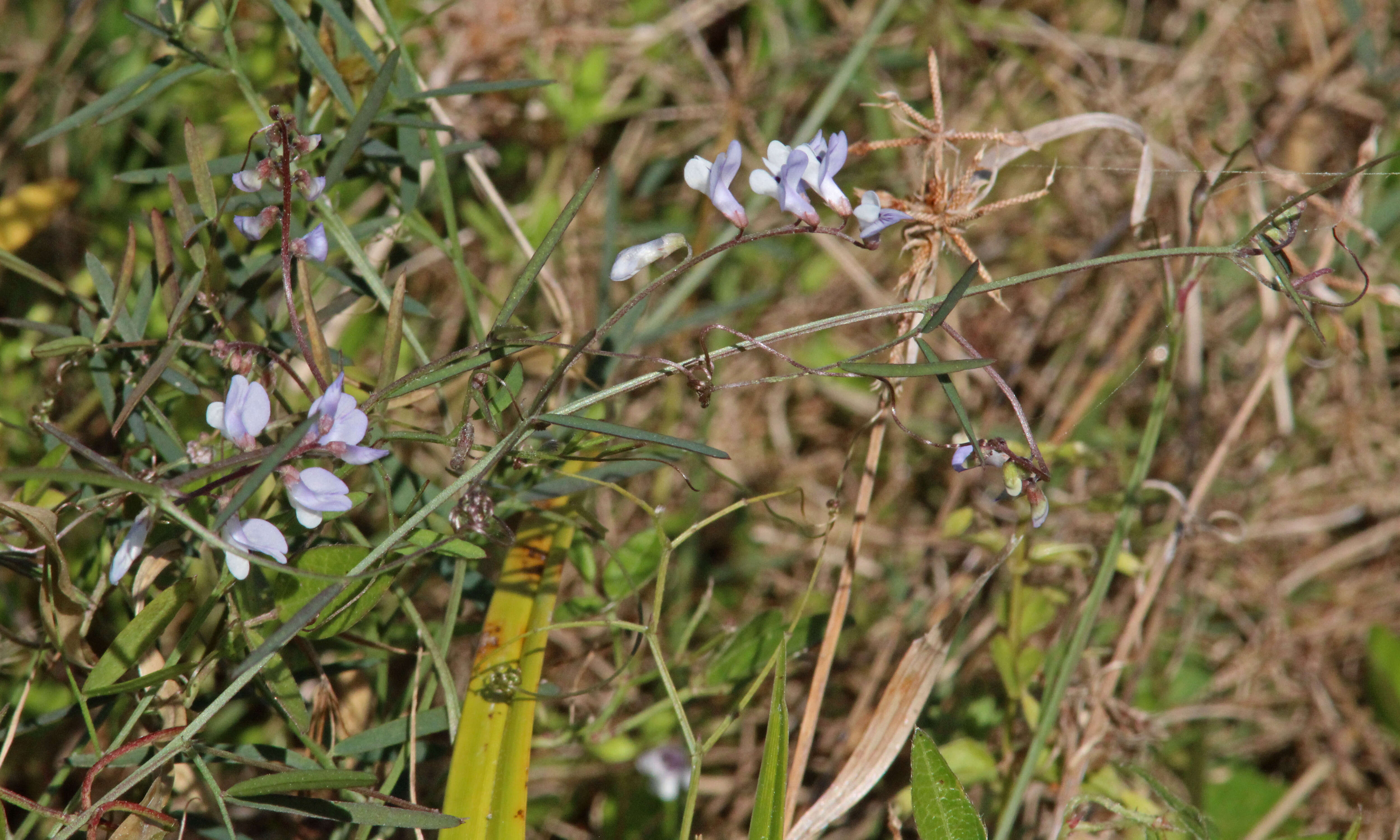 Sivun Vicia acutifolia Elliott kuva