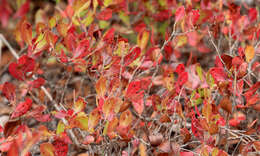 Image of dwarf huckleberry