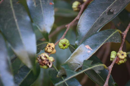 صورة Phyllanthus hohenackeri Müll. Arg.