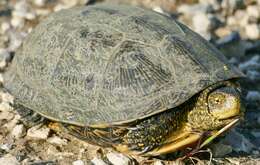 Image of European Pond Turtle