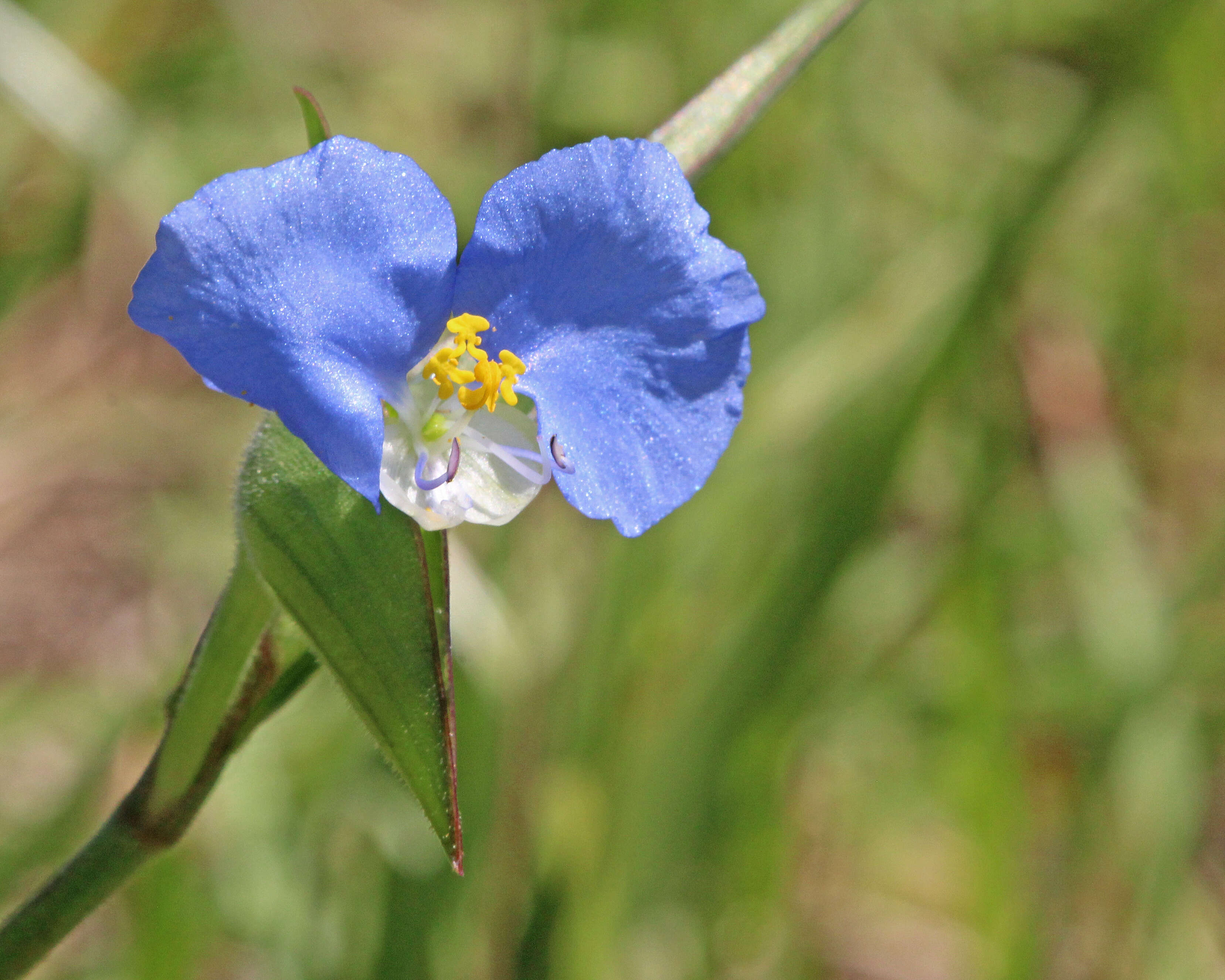 Image of Blousel Blommetjie