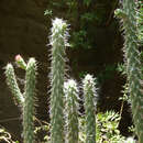 Image of Cylindropuntia cylindrica