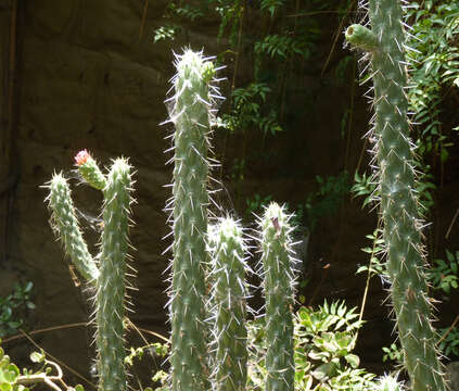 Image of Cylindropuntia cylindrica