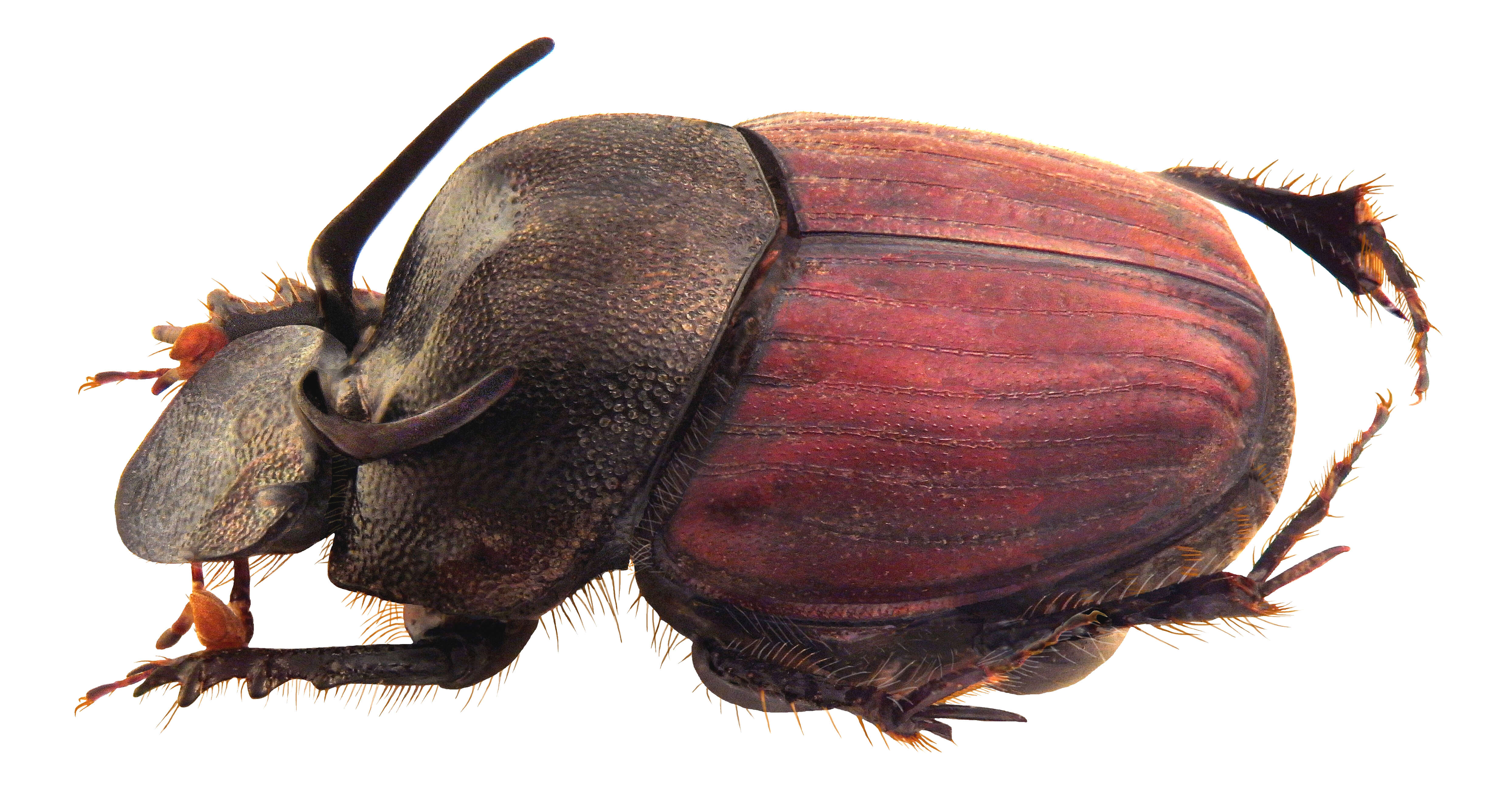 Image of Onthophagus rubripennis Arrow 1907