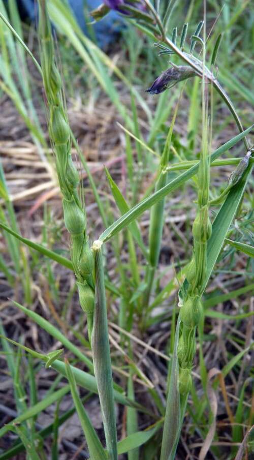 Image de Aegilops ventricosa Tausch