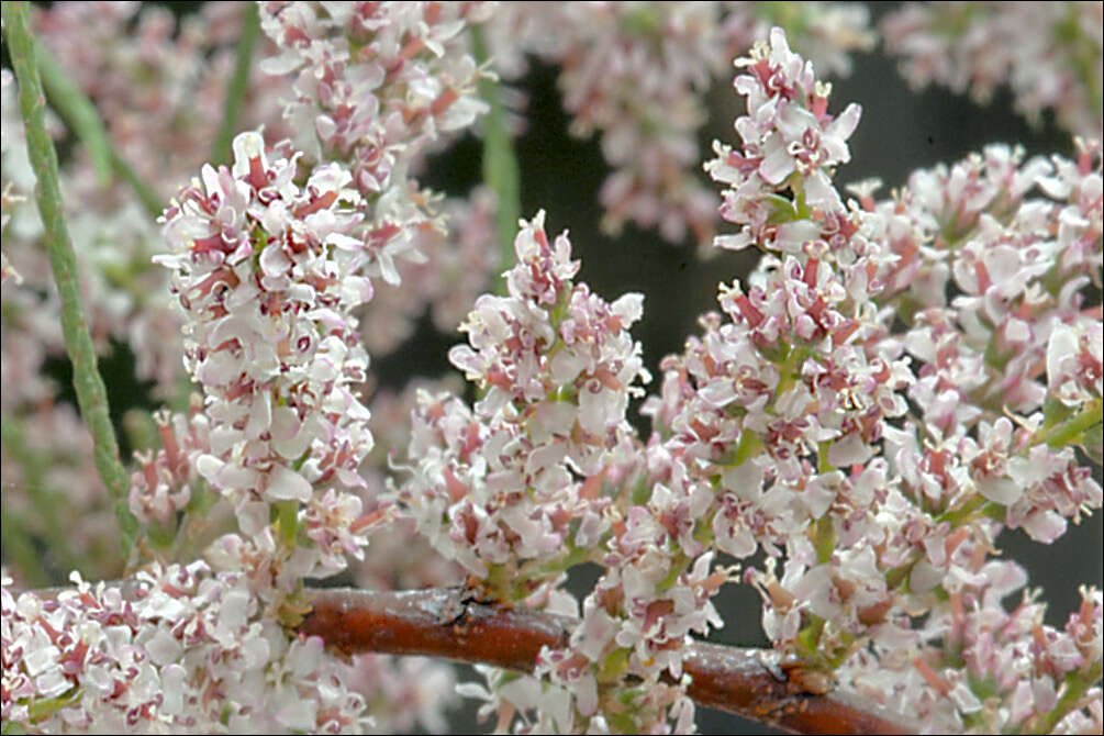 Image of Tamarix dalmatica Baum