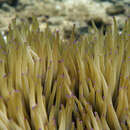 Image of leather anemone