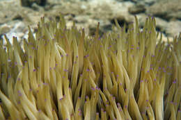 Image of leather anemone