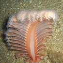 Image of dark-red sea-pen