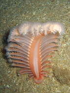 Image of dark-red sea-pen