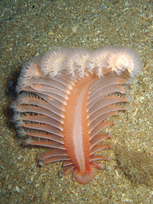 Image of dark-red sea-pen