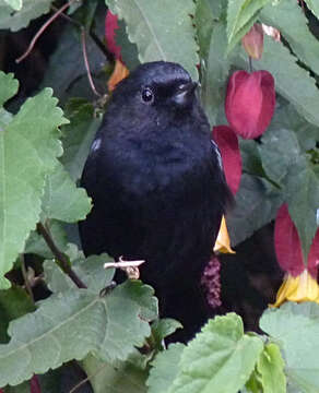 Image de Percefleur noir