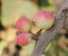 Image of Gymnosporia wightiana (Babu) R. S. Rao