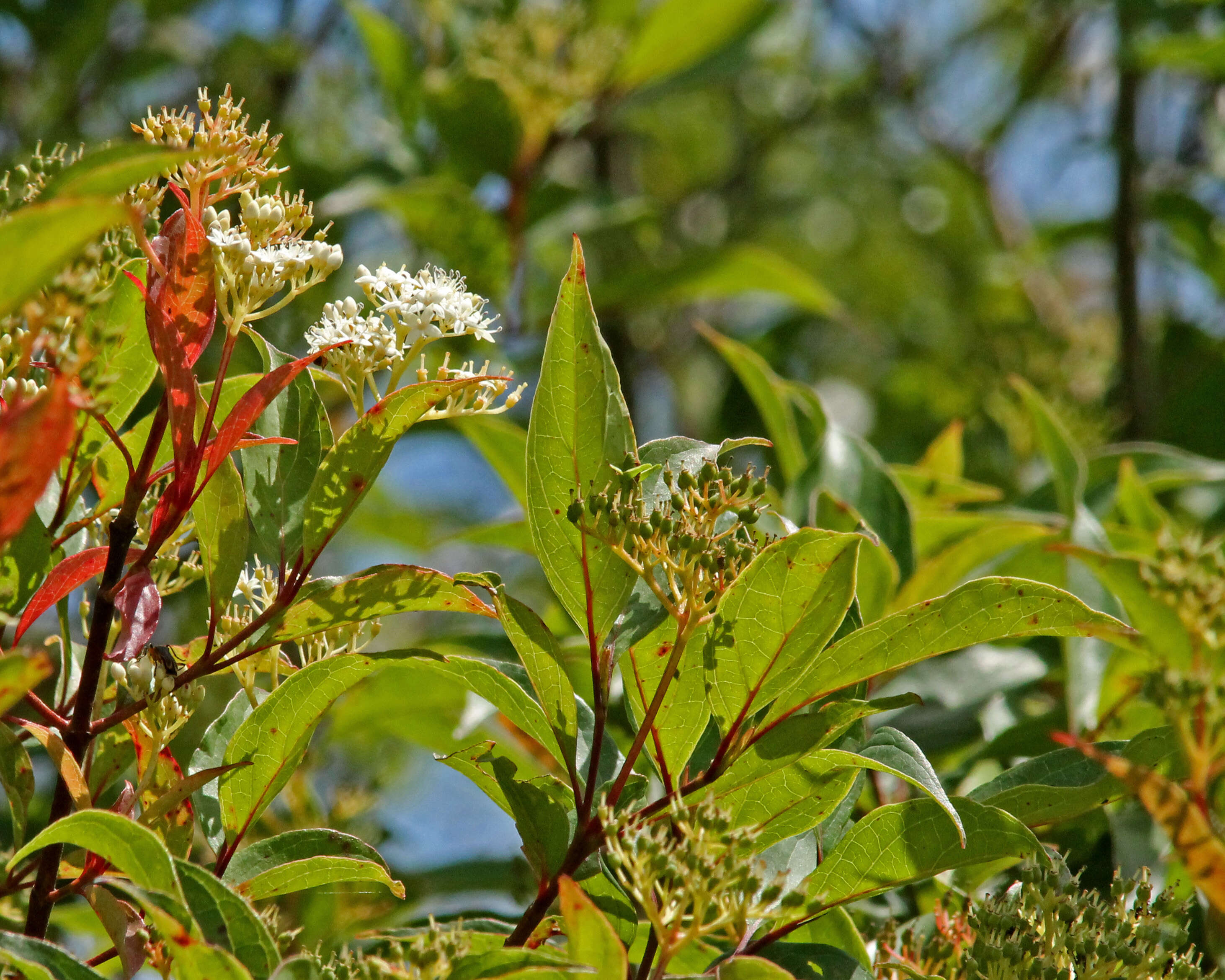 Image de Cornus foemina Mill.