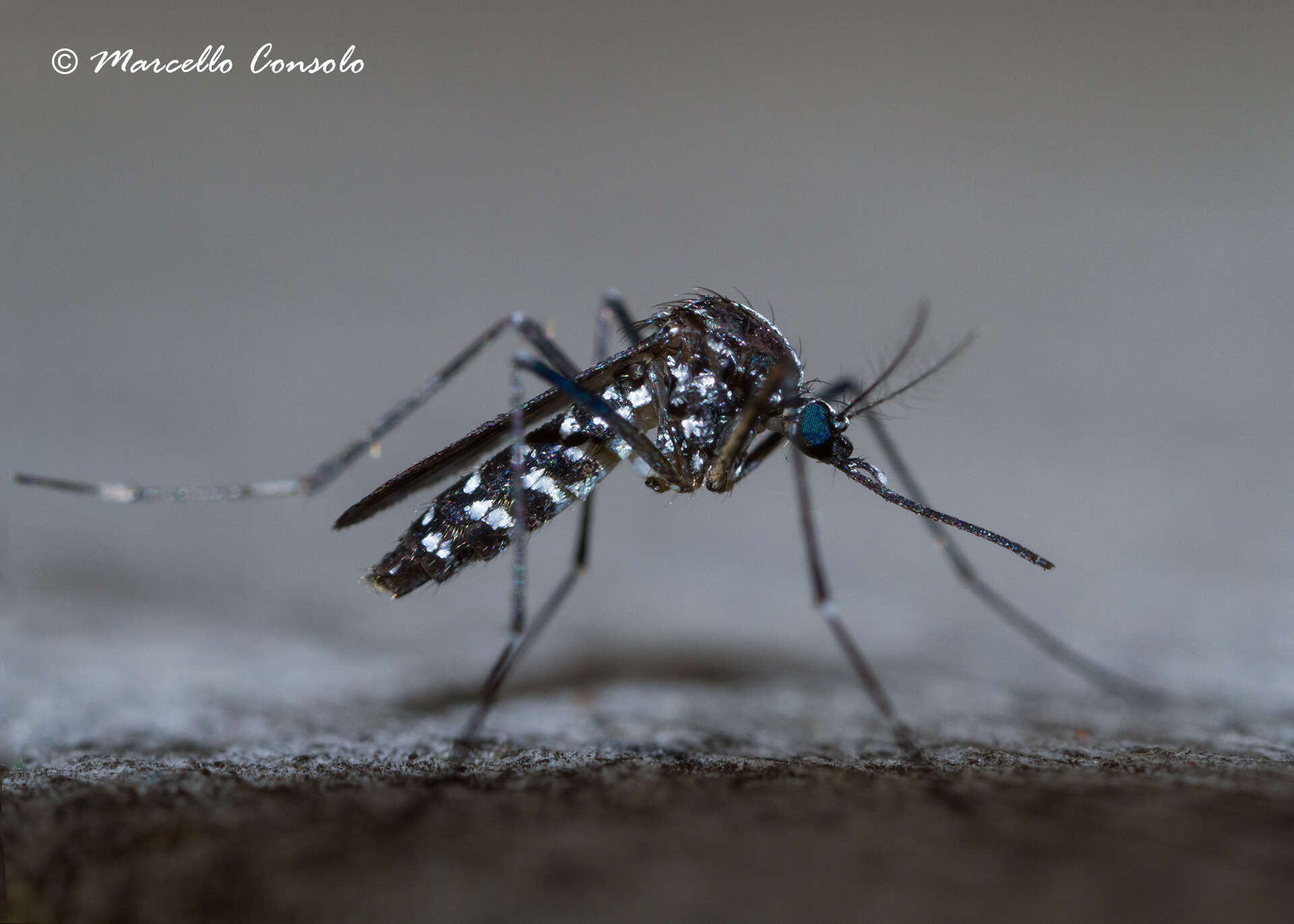 Image of Asian Tiger Mosquito