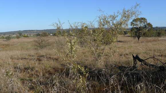 Image of early wattle