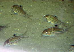 Image de Corydoras leopardus Myers 1933