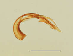 Image of Psallus wagneri Ossiannilsson 1953