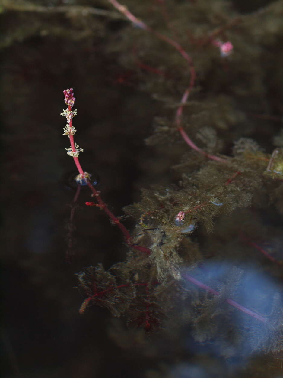 Image of Eurasian Water-Milfoil