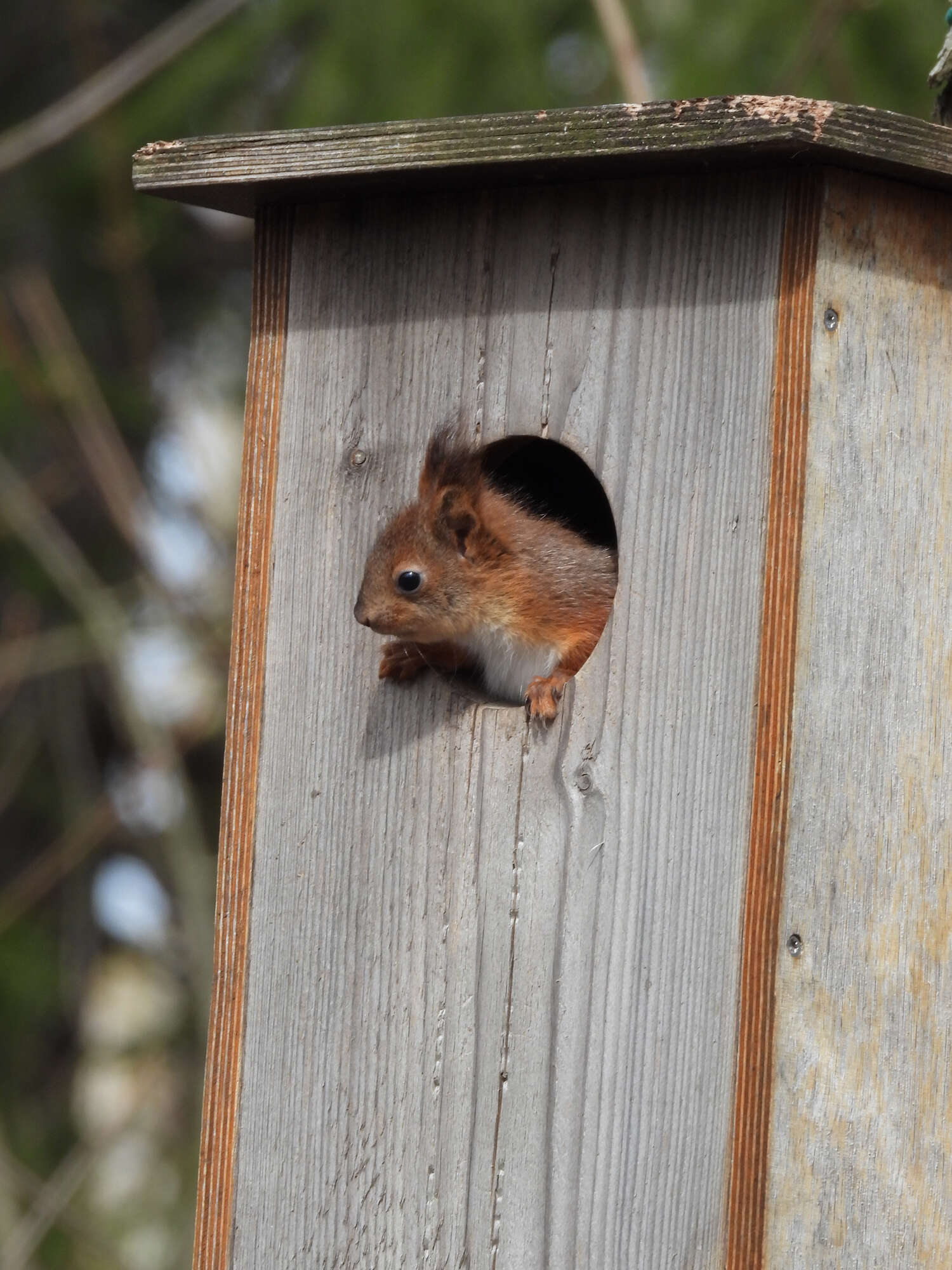 Image of Eurasian red squirrel