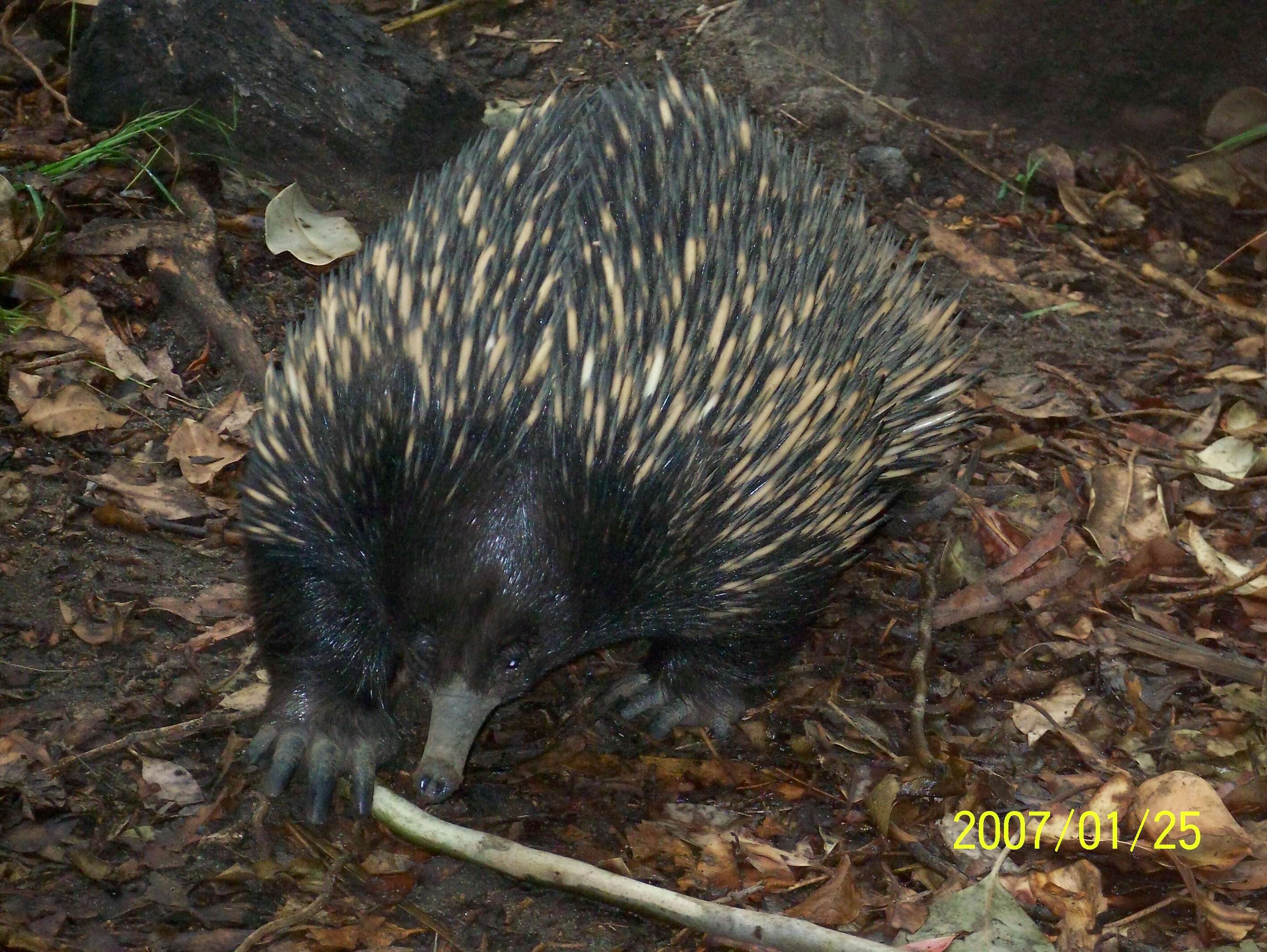 Image of Short-beaked Echidnas