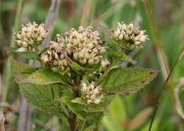 Pluchea foetida (L.) DC. resmi