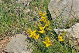 صورة Genista sylvestris subsp. dalmatica (Bartl.) H. Lindb.