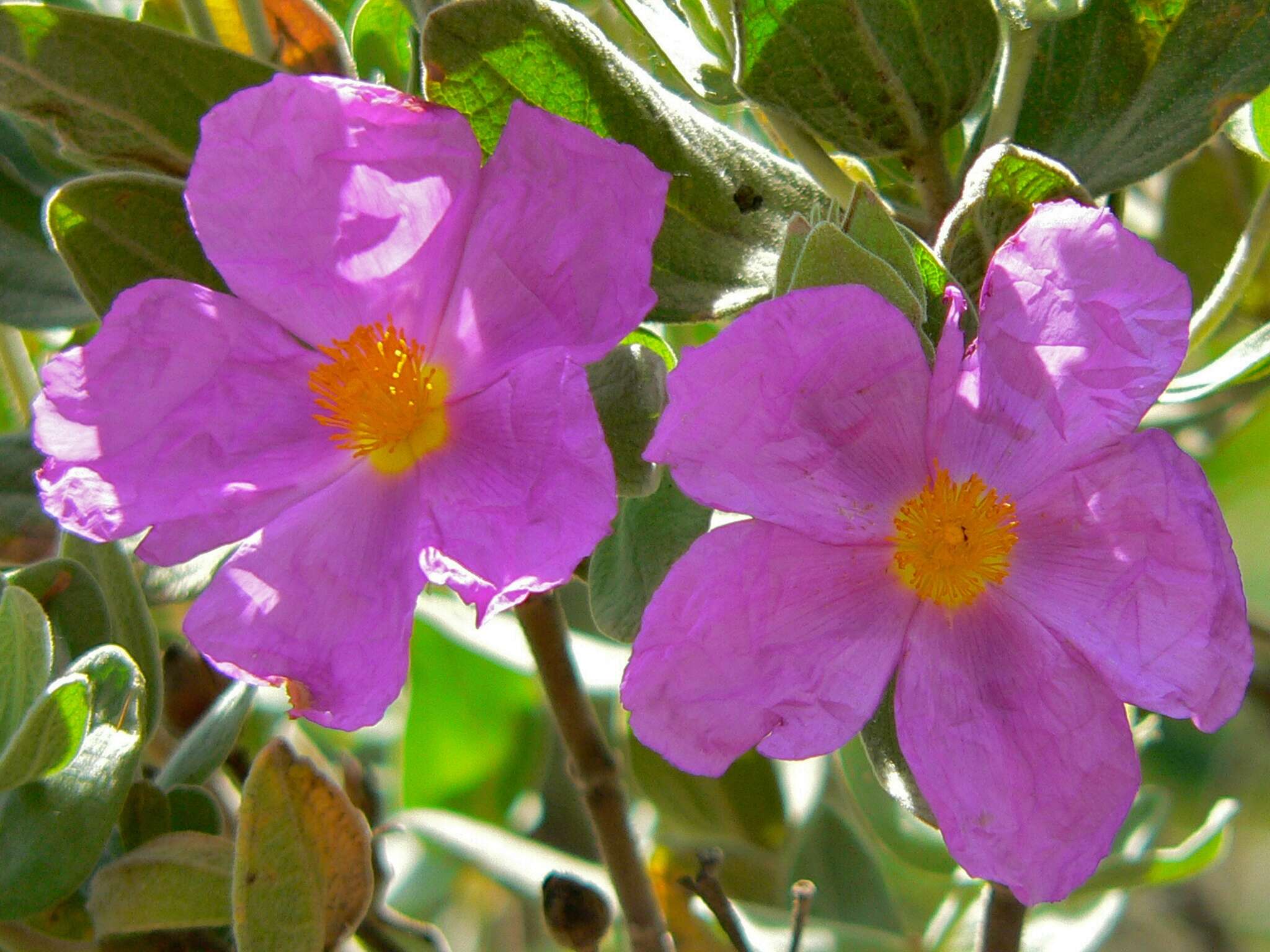 Imagem de Cistus albidus L.