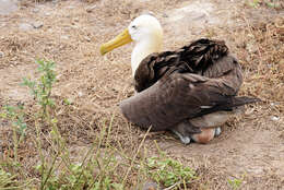 Image of Waved Albatross