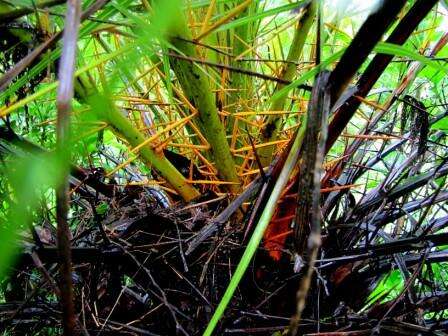 Imagem de Phoenix loureiroi var. pedunculata (Griff.) Govaerts