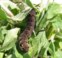 Image of elephant hawk-moth