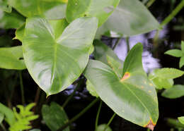 Image of green arrow arum