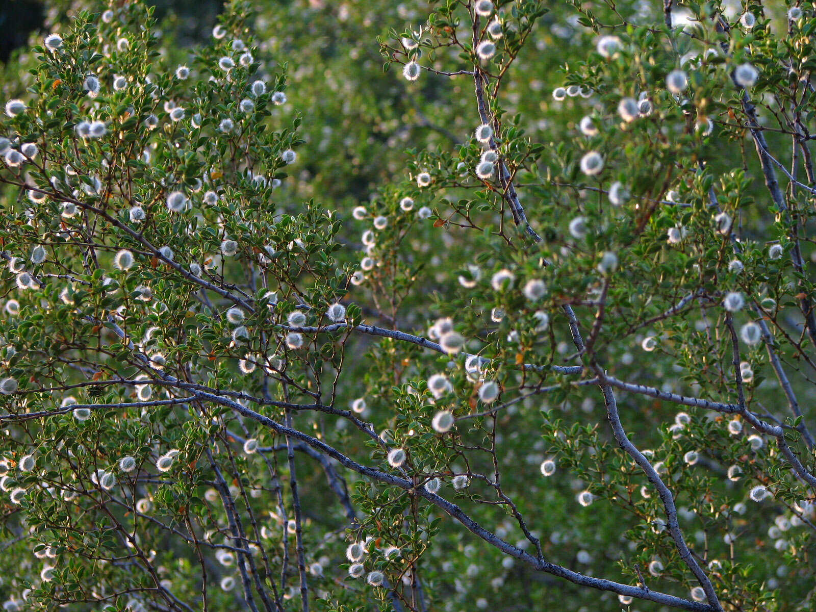 Image de Larrea tridentata (Sesse & Moc. ex DC.) Coult.