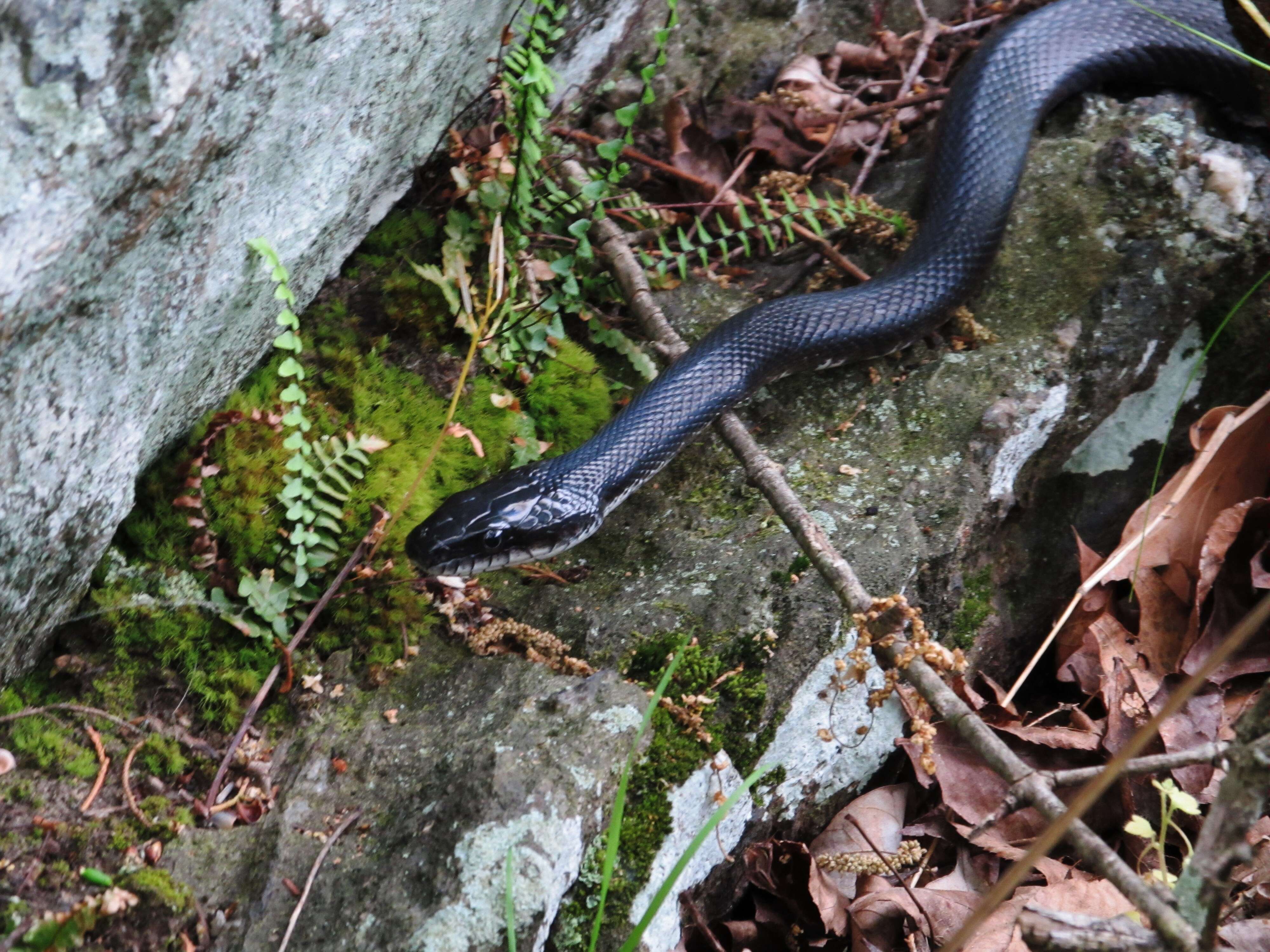 Image of Eastern Racer