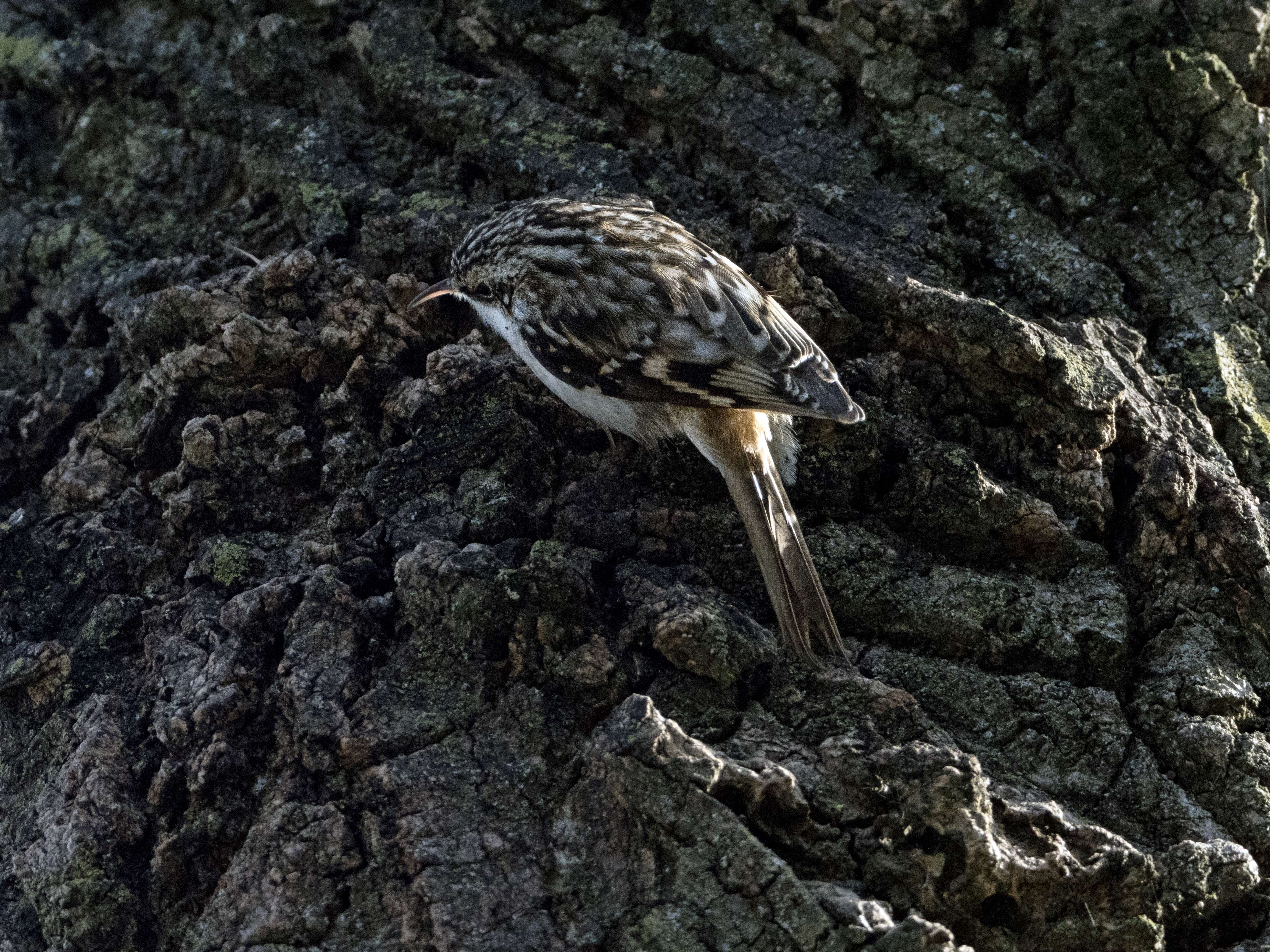 Image of American Tree-Creeper