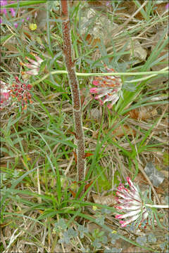 Image of clover broomrape