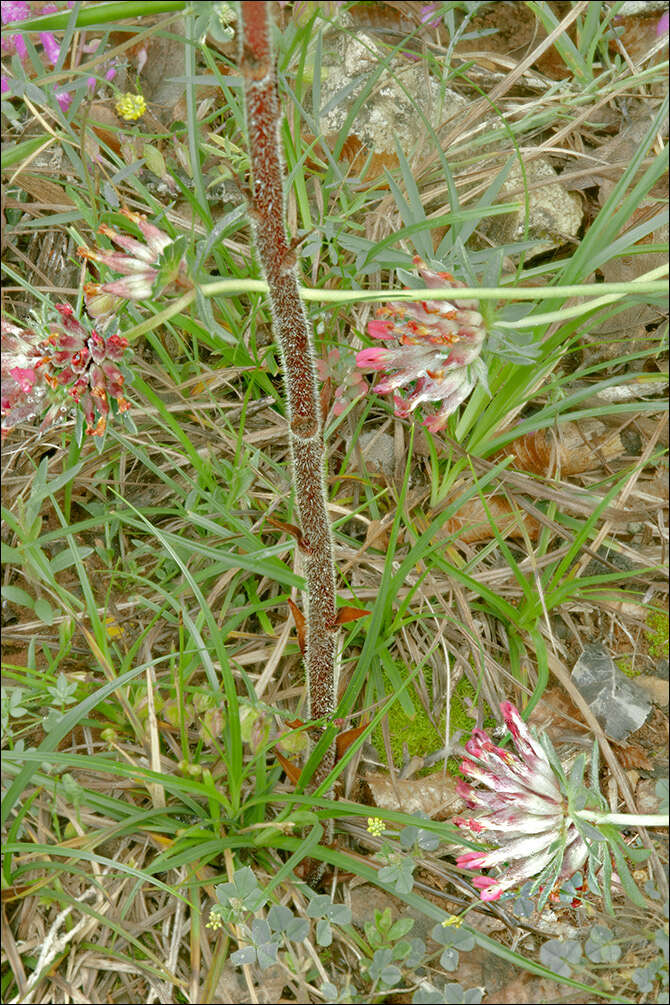 Image of clover broomrape