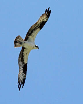 Image of ospreys