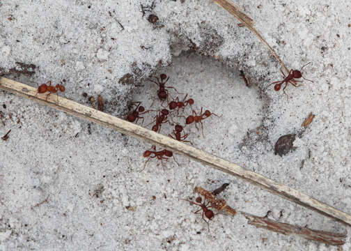 Image of Florida Harvester Ant