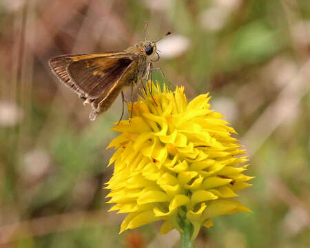 Image of Tawny-edged Skipper