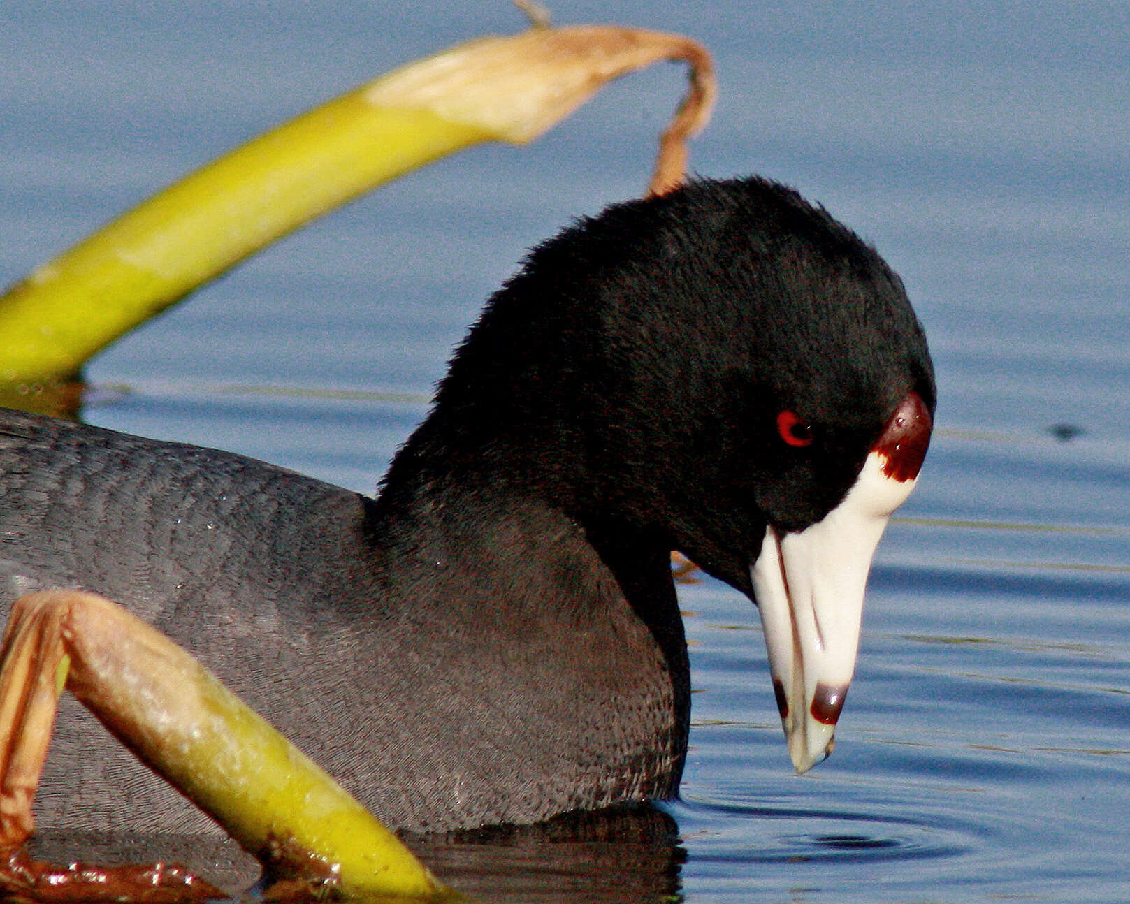 Image of Fulica Linnaeus 1758