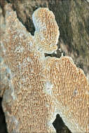 Image of Antrodia albida (Fr.) Donk 1966