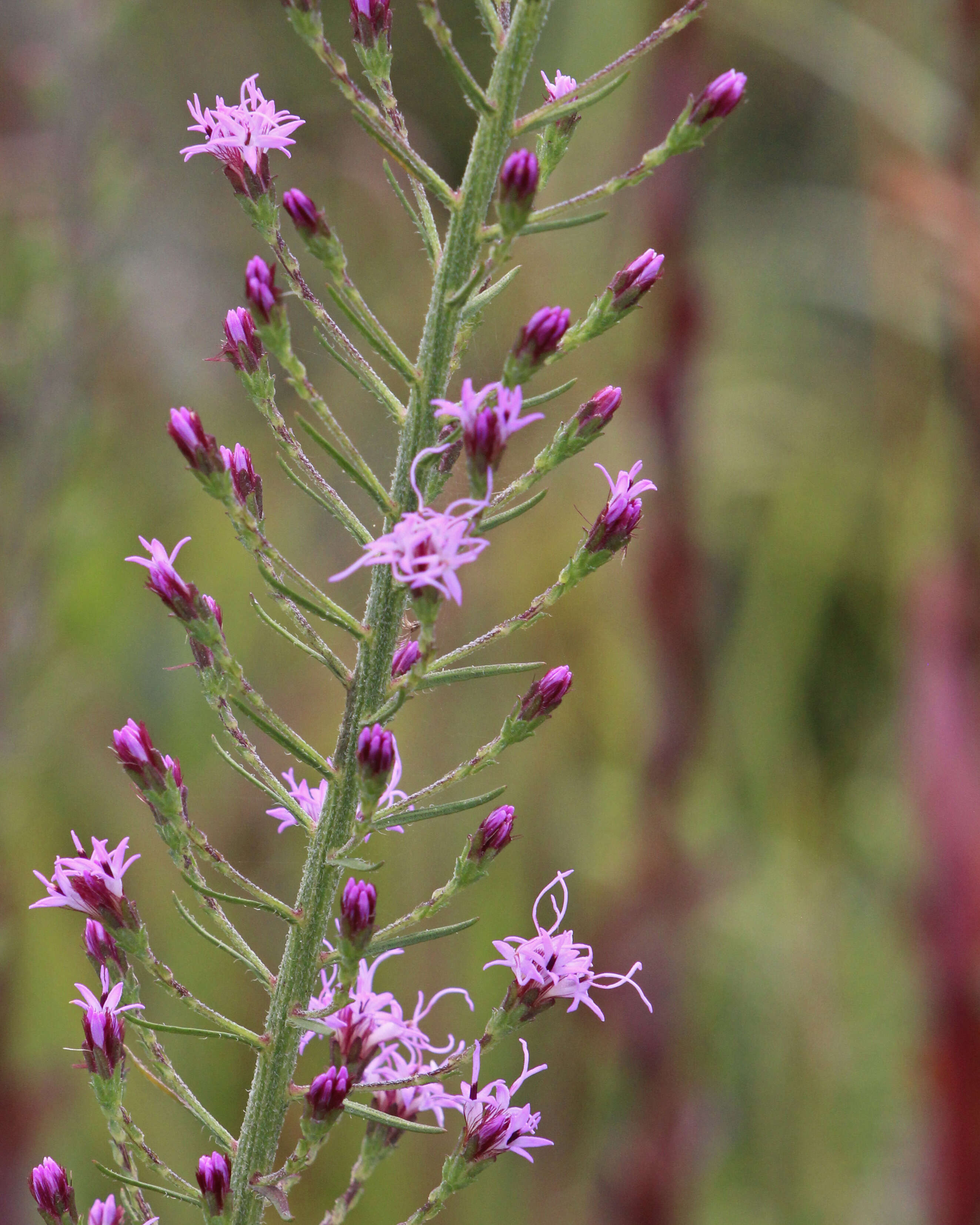 Слика од Liatris gracilis Pursh