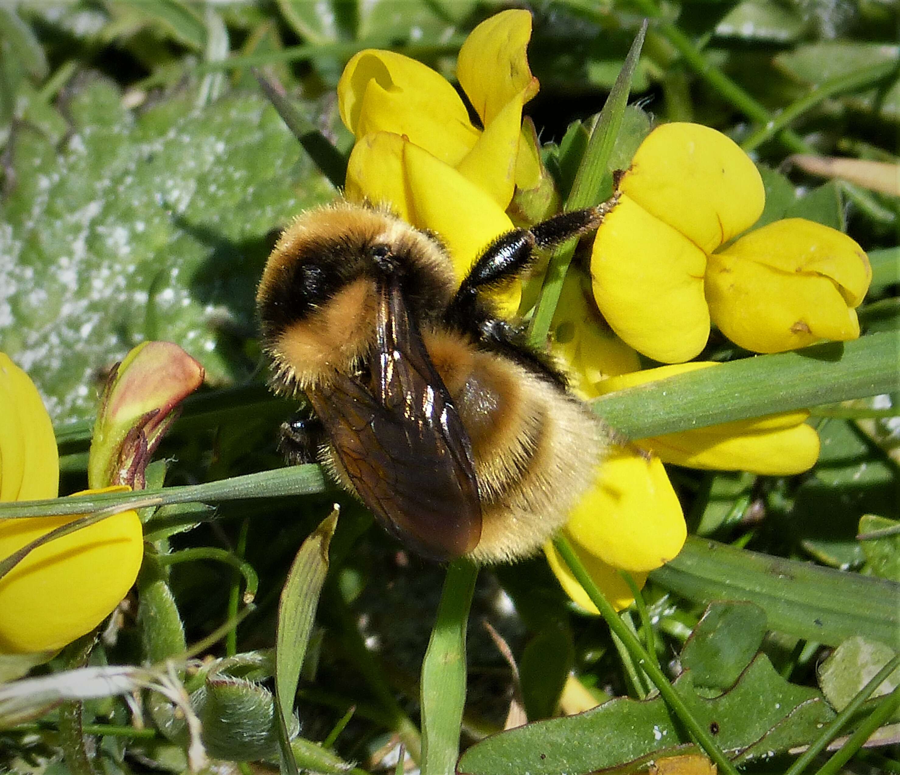 Image of Northern Yellow Bumble Bee