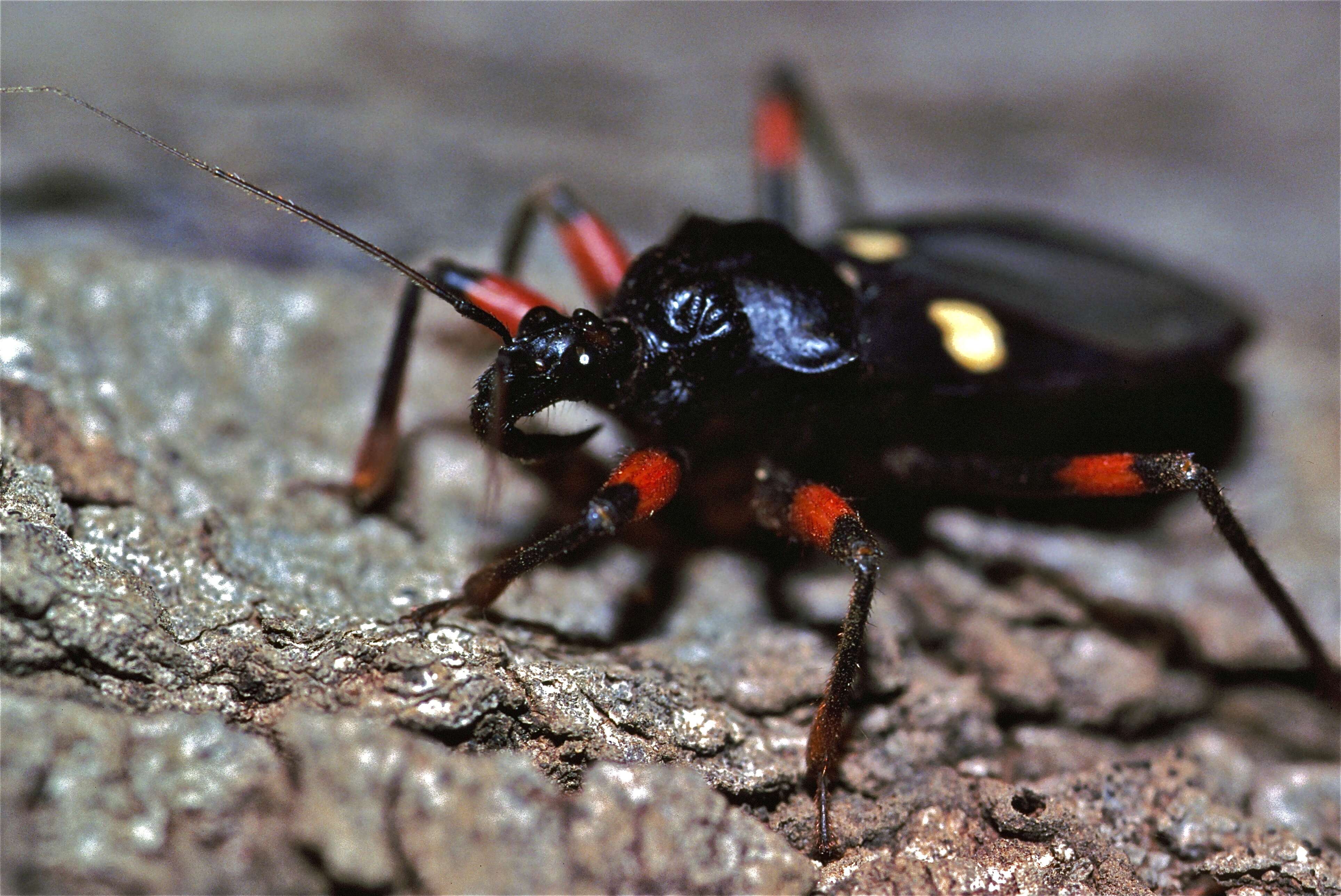 Image of Platymeris biguttata (Linnaeus 1767)