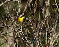 Image of Common Yellowthroat