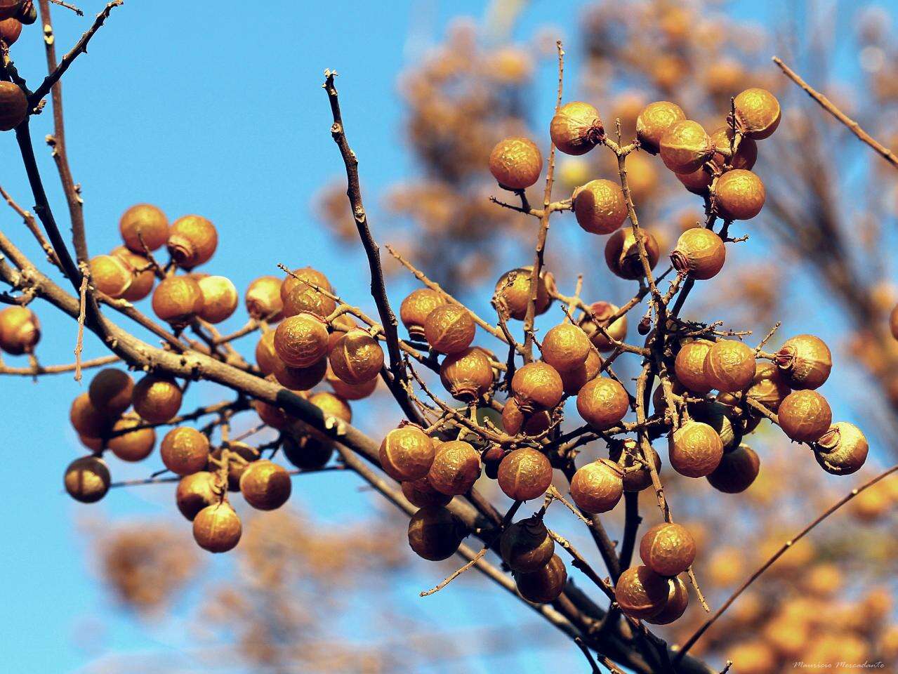 Image of wingleaf soapberry