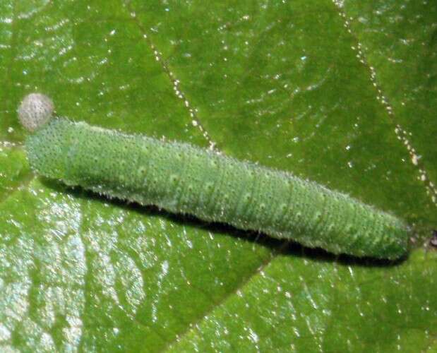 Imagem de Gonepteryx rhamni (Linnaeus 1758)