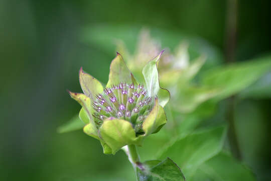 Image of wild bergamot