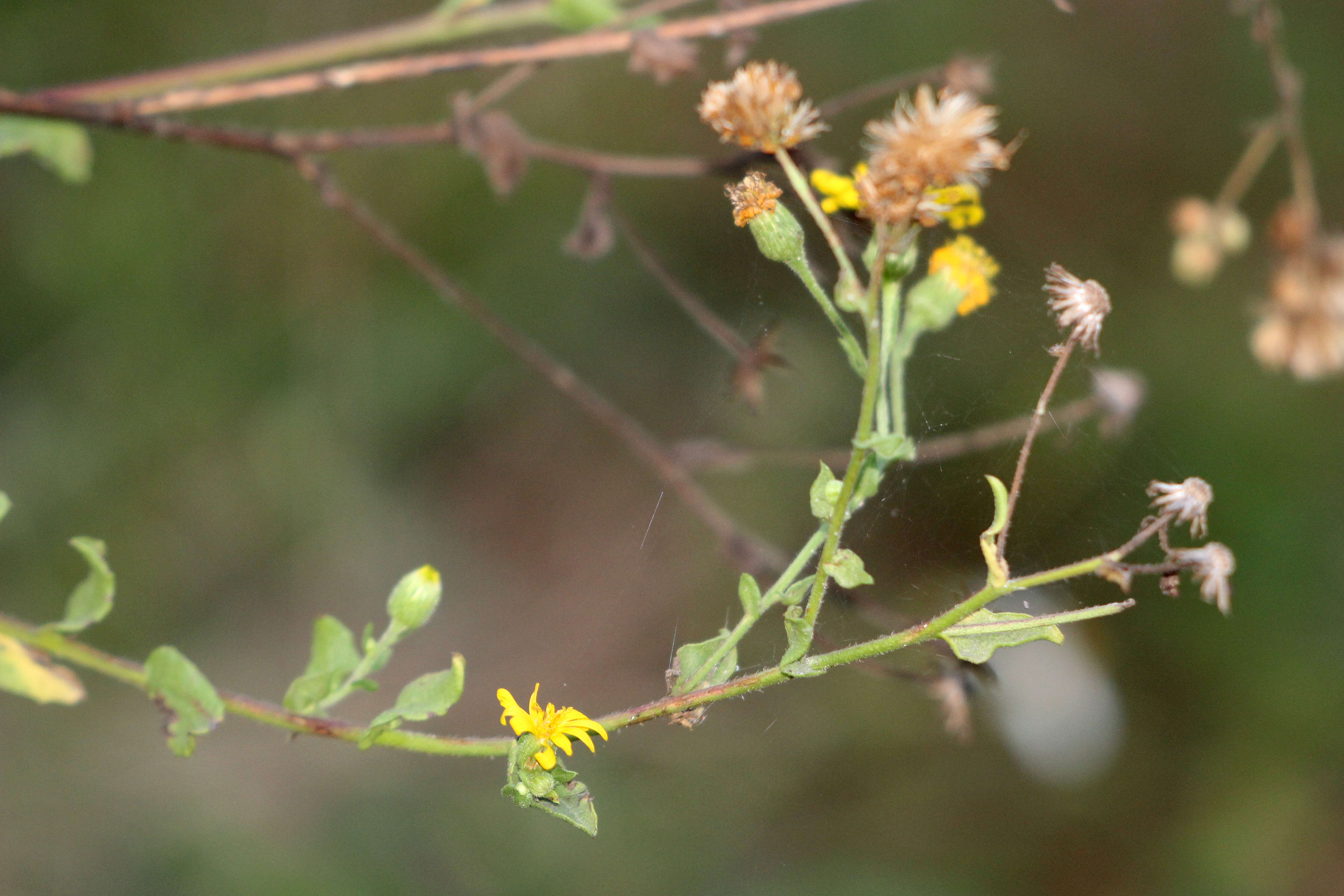 Image of camphorweed